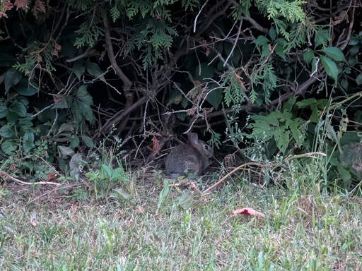 Wild baby rabbit showing its butt while under a bush