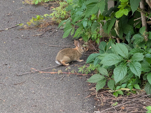 Small baby rabbit ready to run into some shrubs