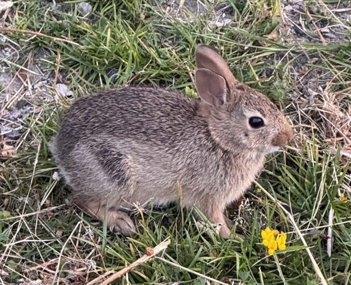 A traditional bun which isn’t nearly as cute as the other buns I want to post