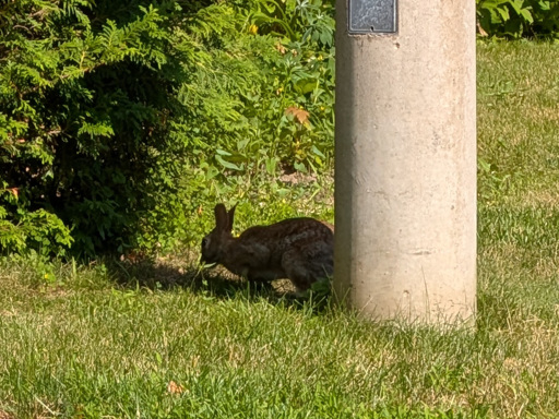 Wild rabbit almost completely in the shadow of a pole