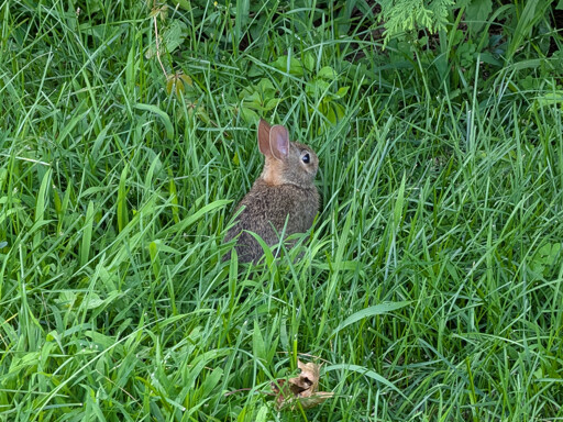 Baby rabbit in grass about as tall as it